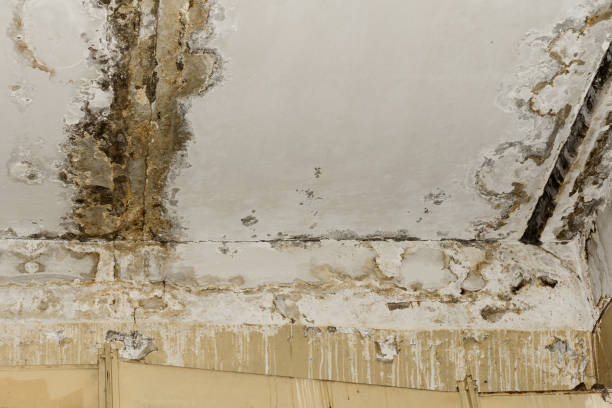 Best Black Mold Removal  in Luna Pier, MI